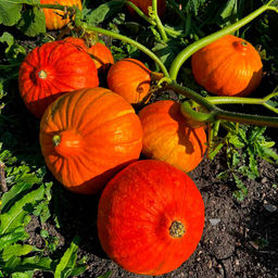 Тыква КОНФЕТКА (КАРАМЕЛЬКА)  Самая сладкая! Идеальна для диетического и детского питания! Аромат с ванильными нотками!