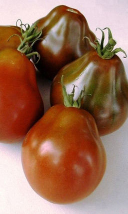 Томат СИБИРСКАЯ ГРУША ЧЁРНАЯ Обильное плодоношение! Оригинальный вид! Десертный вкус! Не болеет!