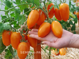 Томат Шурим - Партнер фото 6