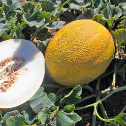 6256U Дыня Темрючанка 5шт