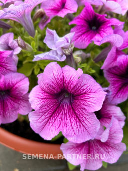 Петуния Пейзажная Лав Ми Плум Вайн Фрост крупноцветковая - Партнер фото 2