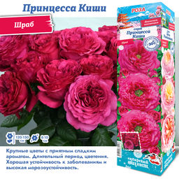 Роза Принцесса Киши (Японская) 1шт