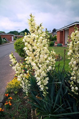 Юкка Filamentosa (Нитчатая)