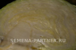 Капуста белокочанная позднеспелая Престиж - Партнер фото 6