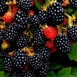 Малина Блэк Джевел черная (коробка) 1шт