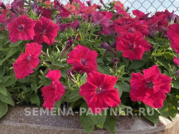 Петуния Кэнди Фредерика прямостоячая розово-пурпурная - Партнер фото 4