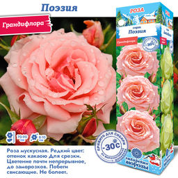 Роза Поэзия (Грандифлора) 1шт