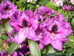 Рододендрон Распутин - Долина роз фото 2