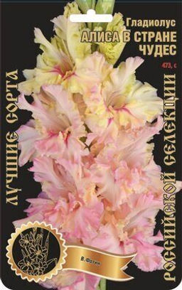 Гладиолус Алиса в стране чудес 471,Фотин 1 р-р 7шт (Ф)