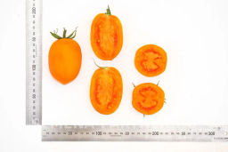 Томат Оранжевый Папа - Партнер фото 7