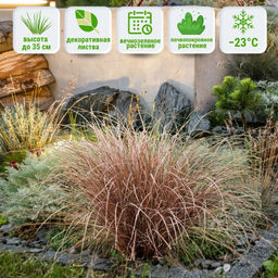 Осока Милк Чоколейт