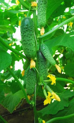 Огурец ТЁМА F1 Невероятно урожайный! Неприхотливый! Генетически без горечи!