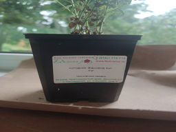 Котовник Фассена Кит Кэт