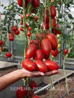 Томат Миллениум - Партнер фото 3