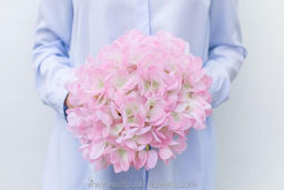 Гортензия соцветие XL (без стебля) - Бело-розовый