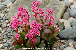 Бадан гибридный Драгонфлай Сакура (С2) - Саженцы Поиск фото 2