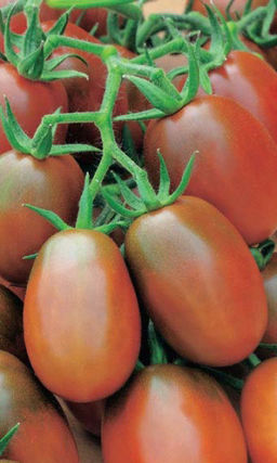 Томат ДЕ БАРАО ЧЕРНЫЙ Тающий во рту!