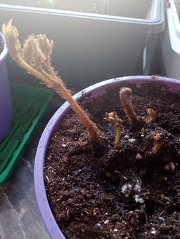 Астильба Арендса Фанал