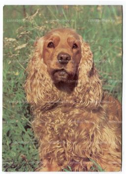 Открытка Английский кокер  спаниэль