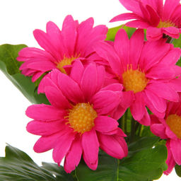 Цветочная композиция "Поцелуй лета" Хризантема ярко-розовая 20см