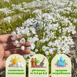 Лук декоративный Ковани