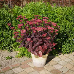 Очиток Чоколэт Черри