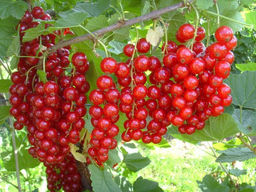 Смородина красная Валентиновка