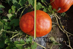 Тыква Атлант - Партнер фото 2