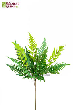 135	Папоротник 4 - Без тм фото 3