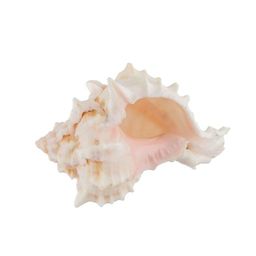 Blumentag / Zlatka DRF-014 М Ракушки морские 1 шт. 5.7 см Pink Murex Asstd