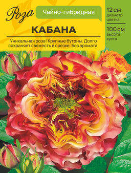 Роза Кабана (Чайно-гибридная) С ЦВ.НАКЛЕЙКОЙ 1шт
