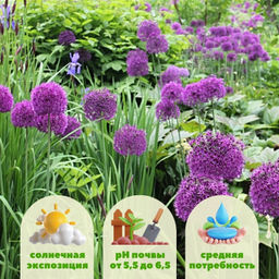 Лук декоративный Перпл Рейн 5шт