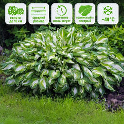 Хоста Медиоваригата