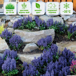 Живучка ползучая Чоклейт Чипс