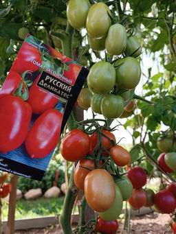 Томат ЗАСОЛОЧНЫЙ РУССКИЙ ДЕЛИКАТЕС Скороспелый! Сверхурожайный! Невероятно вкусный и ароматный! - Уральский дачник фото 3