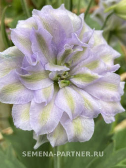 Дельфиниум Мини Стар - Партнер фото 5