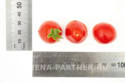 Томат Монпансье - Партнер фото 6