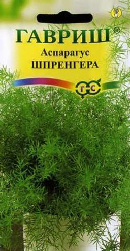 Аспарагус Шпренгера 4шт (г)
