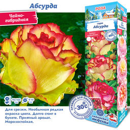 Роза Абсурда (Чайно-гибридная) 1шт