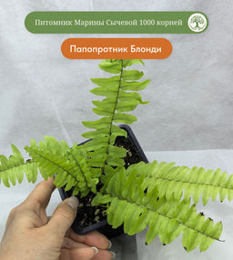 Папоротник Блонди, горшок 0,3 л - 1000корней фото 4