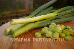 Лук батун Перформер - Партнер фото 3