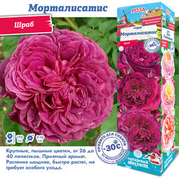 Роза Морталисатис (Шраб) 1шт
