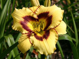 Лилейник Эль Десперадо - Долина роз фото 3