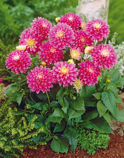 ГЕОРГИНА Гэллери Рембрандт Разбор I Кол-во упак., шт 1