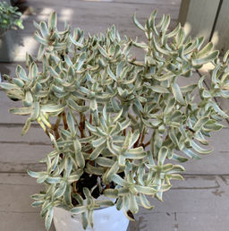 Крассула Volkensii variegata, горшок D10