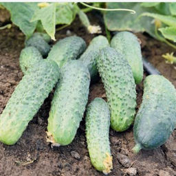 5154D Огурец Энеж 21 F1 5шт