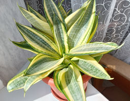 Сансевиерия Хани Голд