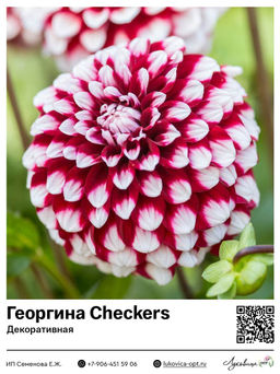 Георгина Checkers (Декоративная)