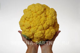 Капуста цветная Флейм Стар (желто-оранжевый) - Партнер фото 6