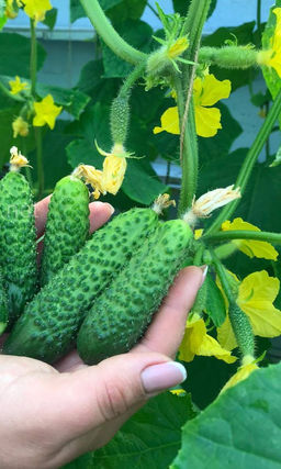 Огурец МАЛЫШ-КРЕПЫШ F1  Самый сладкий! Самый хрустящий! Лучший для засолки!